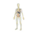 Jeu miniland anatomie humaine 45 pieces 56cm