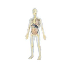Jeu miniland anatomie humaine 45 pieces 56cm