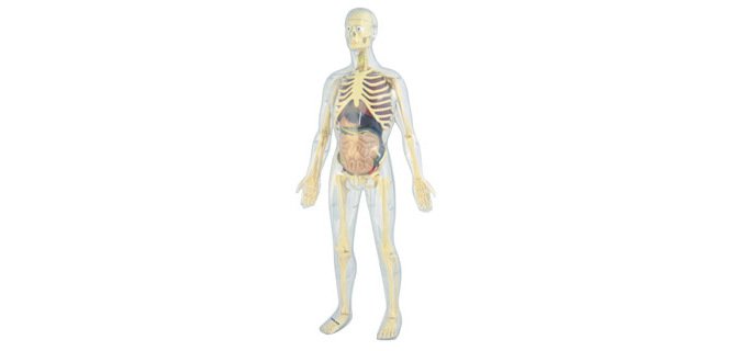 Jeu miniland anatomie humaine 45 pieces 56cm