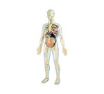 Jeu miniland anatomie humaine 45 pieces 56cm