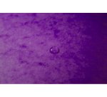 Chemise exacompta 3 rabats carte lustree 355gr a4        fermeture elastique etiquette coloris violet lot 10 unites