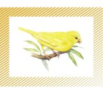 Bon point editions lito les oiseaux du monde 61x82mm      boite 100 unites
