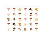 Gommette apli kids modele champignons ronde diam. 20mm  rouleau 900 unites