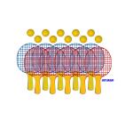 Jeux de raquette first loisirs set initiation jeux   de raquettes legeres 26 cm    lot de 12 et 12 balles en