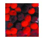 Pompons a la couleur graine creative 15 mm 45 pieces      coloris rouge