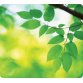 tapis souris recyclé, motif:feuilles, rectangulaire