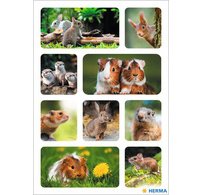 sticker DECOR 'hérisson'