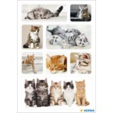 Autocollants DECOR 'Chatons'