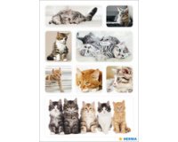 Autocollants DECOR 'Chatons'