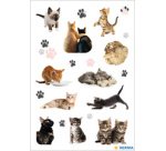 Autocollants DECOR 'Photos de chats'