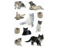 Autocollants DECOR 'Photos de chats'
