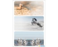 Étiquette pour livre VARIO 'Animaux de la forêt'