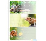 Étiquette pour livre 'Dauphins', 76 x 35 mm