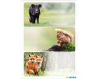 Étiquette pour livre 'Dauphins', 76 x 35 mm