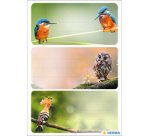 Étiquette pour livre 'Oiseaux'