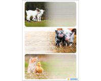 Étiquette pour livre 'Caméléon', 76 x 35 mm