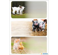 Étiquette pour livre 'Caméléon', 76 x 35 mm