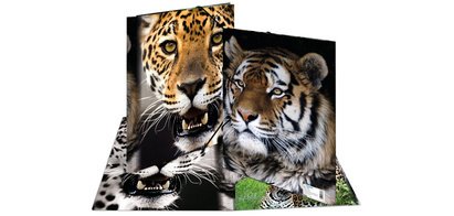 Chemise à élastique 'Leopard', transparent, en PP,