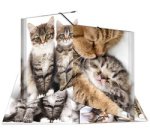 chemise élastique 'chats', transparent, en PP, A4,