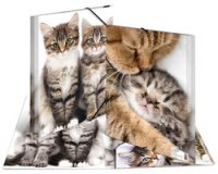 Map met elastieken 'Katten' transparant in PP A4