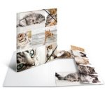 Chemise à élastiques 'chats', carton, A3