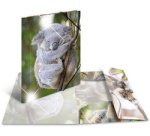 Chemise à élastiques 'koala', PP Glossy, A4