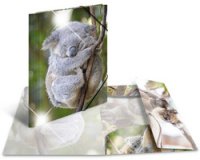 Map met elastieken 'koala' PP Glossy A4