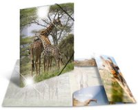 Chemise à élastiques 'girafe', PP Glossy, A3