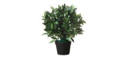 Plante artificielle 'Laurier', hauteur : 500 mm