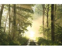 Poster mural 'Forêt', en plexiglas