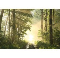 Poster mural 'Forêt', en plexiglas