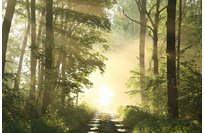 Poster mural 'Forêt', en plexiglas