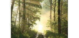 Wandposter 'Bos', in plexiglas