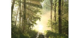 Poster mural 'Forêt', en plexiglas