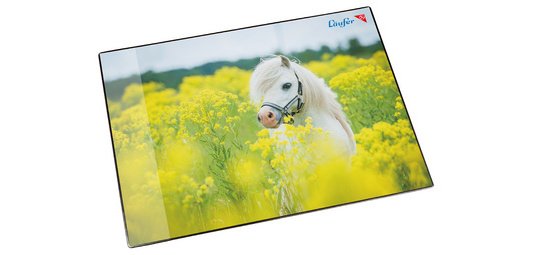 Sous-main dans un champ de colza, 40 x 53 cm