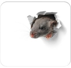 Bloc tapis de souris 'Souriceau', 240 x 220 mm