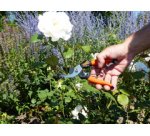 Sécateur de jardin pour dames, longueur: 178mm