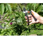 Sécateur de jardin Garten Primus