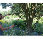 Coupe-branches à enclume-sécateur, crémaillère