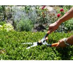 Cisaille à buis, grand, longueur: 435 mm