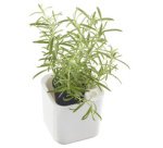 Pot à herbes aromatiques EDEN, largeur: 120 mm, blanc