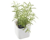 Pot à herbes aromatiques EDEN, largeur: 120 mm, blanc