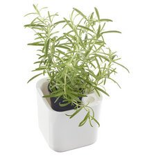 Pot à herbes aromatiques EDEN, largeur: 120 mm, blanc