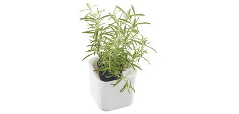 Pot à herbes aromatiques EDEN, largeur: 120 mm, blanc