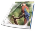 Geperforeerde hoesjes Durable PREMIUM A4 PP gekleurde rand