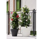 Pot de fleurs 'Standard One 50', antracite