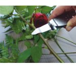 Désépinoir, longueur: 145 mm