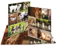 Chemise à élastiques 'Chevaux dans le pré', carton, A4