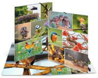 Chemise à élastiques 'Oiseaux', carton, A3