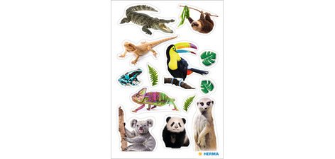 Sticker MAGIC Suricates, papier